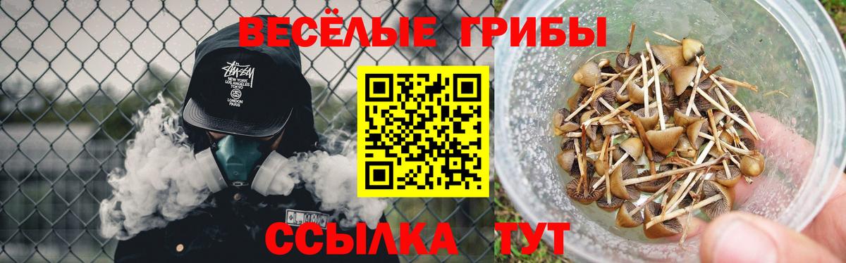 Псилоцибиновые грибы Cubensis Берёзовский